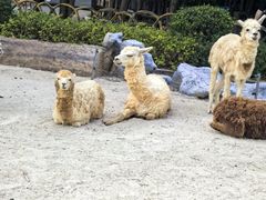 -灵玲国际马戏城