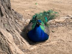 -秦皇岛野生动物园