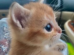 -爱侣宠医·鹦鹉专科·小型哺乳类·异宠专科(灵石路店)