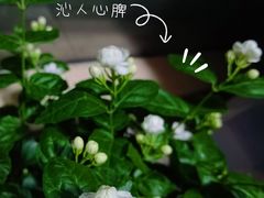 -双季花艺园艺市场(浦东店)