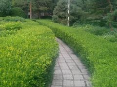 -黄村公园