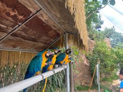 -西霞口神雕山野生动物世界