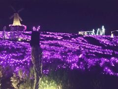 -大塘金香草谷