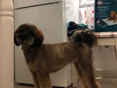 -1013 PET SHOP 宠物商店(近铁城市广场店)