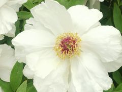-洛阳市隋唐城遗址植物园