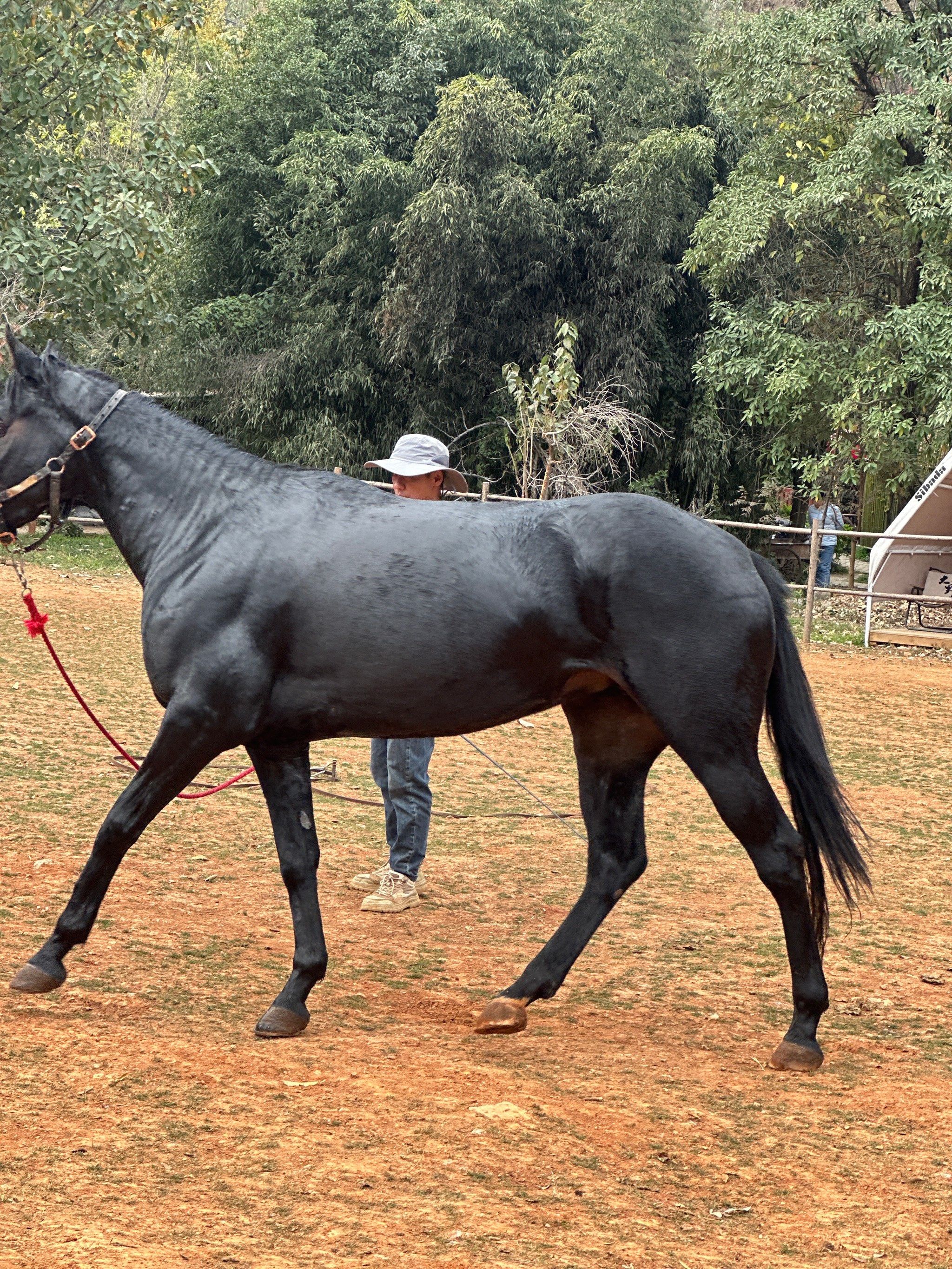 马马听话得像狗狗