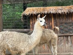 -沈阳森林动物园