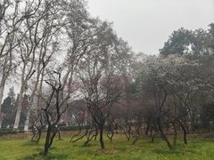 -武汉大学-樱园