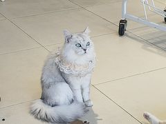 -怪兽屋·羊驼·猫咖·狗咖(俊华广场店)