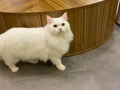 -飞行喵MR PILOT|猫舍·猫咖(静安大融城店)