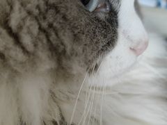 -顺强宠物诊所·狂犬免疫·夜诊·骨科(嘉定店)