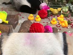-海南热带野生动植物园