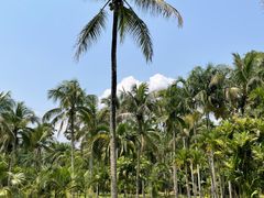 -中国科学院西双版纳热带植物园