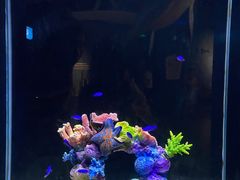 -重庆欢乐海底世界
