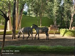 -北京野生动物园