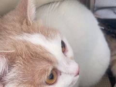 -爱诺耐芙动物医院(万博店)