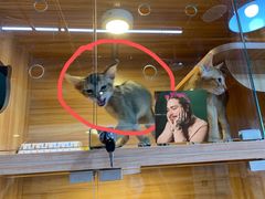 -猫十亿·布偶金渐层·曼基康矮脚猫舍(青年路店)