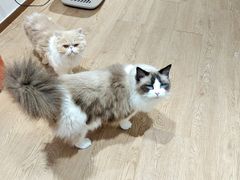 -1013 PET SHOP精品宠物商店(丁香店)