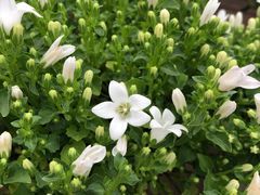 -金科花卉市场