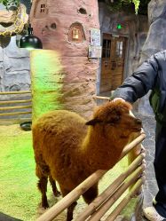 -Zoolung Zoolung动物主题公园(海信广场店)