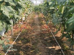 -马陆小张葡萄园农家乐