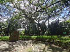 -瑞丽独树成林风景区