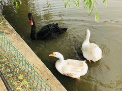 -鹅湖玫瑰文化园