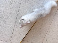 -飞行喵MR PILOT|猫舍·猫咖(静安大融城店)
