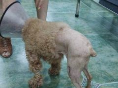 -伟伟宠物医院·CT影像中心·瑞派犬猫综合性门诊(汉口总院)