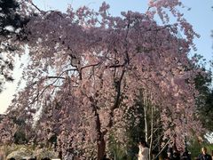 -西安青龙寺遗址景区