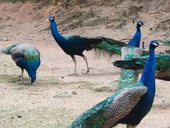 -深圳野生动物园