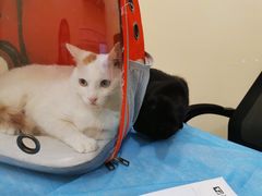 -萌兽医馆·犬猫专科·眼科中心·宠物医院(朝阳门分院)