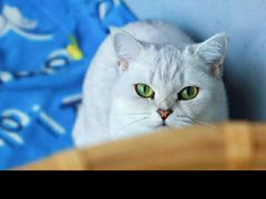 -纳吉亚猫专科动物医院·北北分院