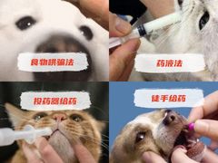-美联众合动物医院·24h转诊中心