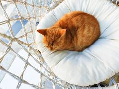 -喵屿·大理花园猫咖