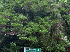 -紫金山山顶公园