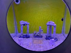 -芜湖新华联大白鲸海洋公园