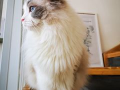 -隹木咖啡馆(宝龙广场店)