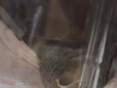 -瑞鹏宠物医院·内科·中兽医·骨科(苗圃店)