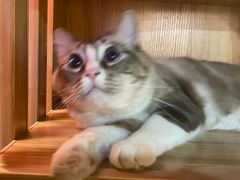 -白兔子密室(长寿路店)