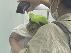 -爱洗澡的猫(望京店)