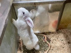 -上海大自然野生昆虫馆(东方明珠·爬宠昆虫探索中心)