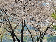 -西北湖绿化广场