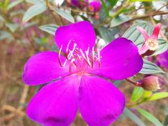 -南国桃园旅游度假区