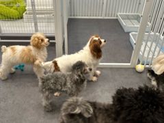 -有喵·猫咖·狗咖·30几只猫10只小狗(岗厦店)