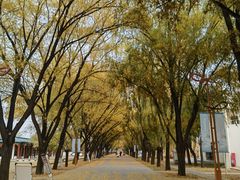 -野鸭湖国家湿地公园