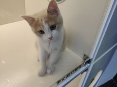-小猫来了·猫舍(红山六九七九店)