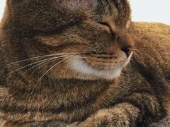 -喵园·猫主题咖啡厅·撸猫·猫咖(国贸店)