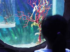 -左海海底世界