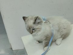 -汪喵宠物医院·骨科心脏影像·犬猫急重症ICU诊疗中心(成华分院)